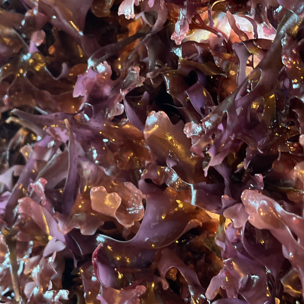 Seamoss & Irishmoss Beauty Gel — Ocean Glow in a Jar.