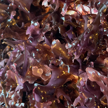 Seamoss & Irishmoss Beauty Gel — Ocean Glow in a Jar.